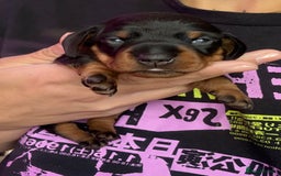 Miniature Dachshund dogs for sale: Miniature dachshund puppies 🐾 - Image 12