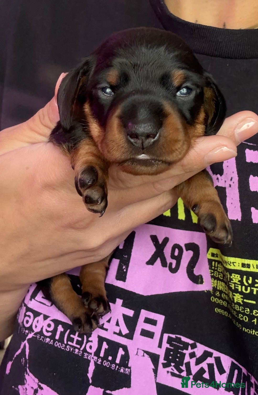 Miniature Dachshund dogs for sale: Miniature dachshund puppies 🐾 - Image 12