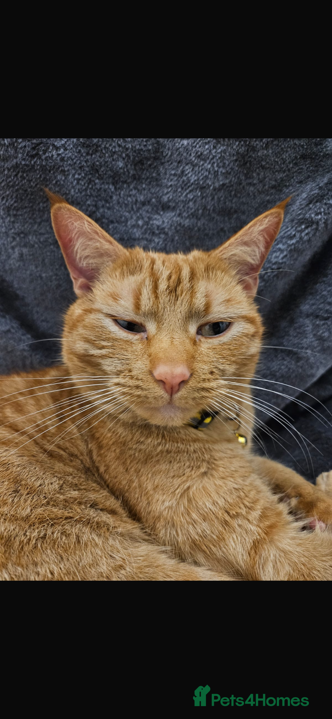 Mixed Breed cats for sale: Ginger male cat 3 years old  - Advert 3