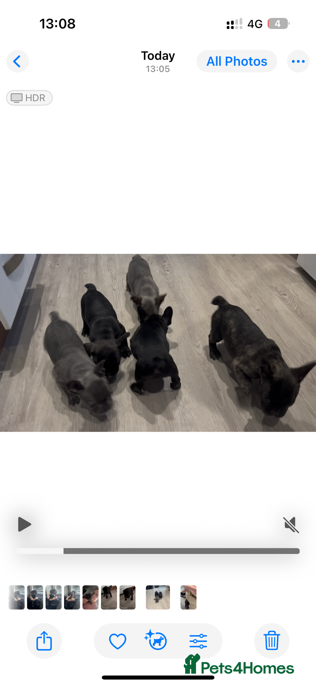 French Bulldog dogs for sale: 1 French bulldog girl left - Advert 3