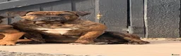 Presa Canario dogs for sale: Presa canario pups  - Advert 4