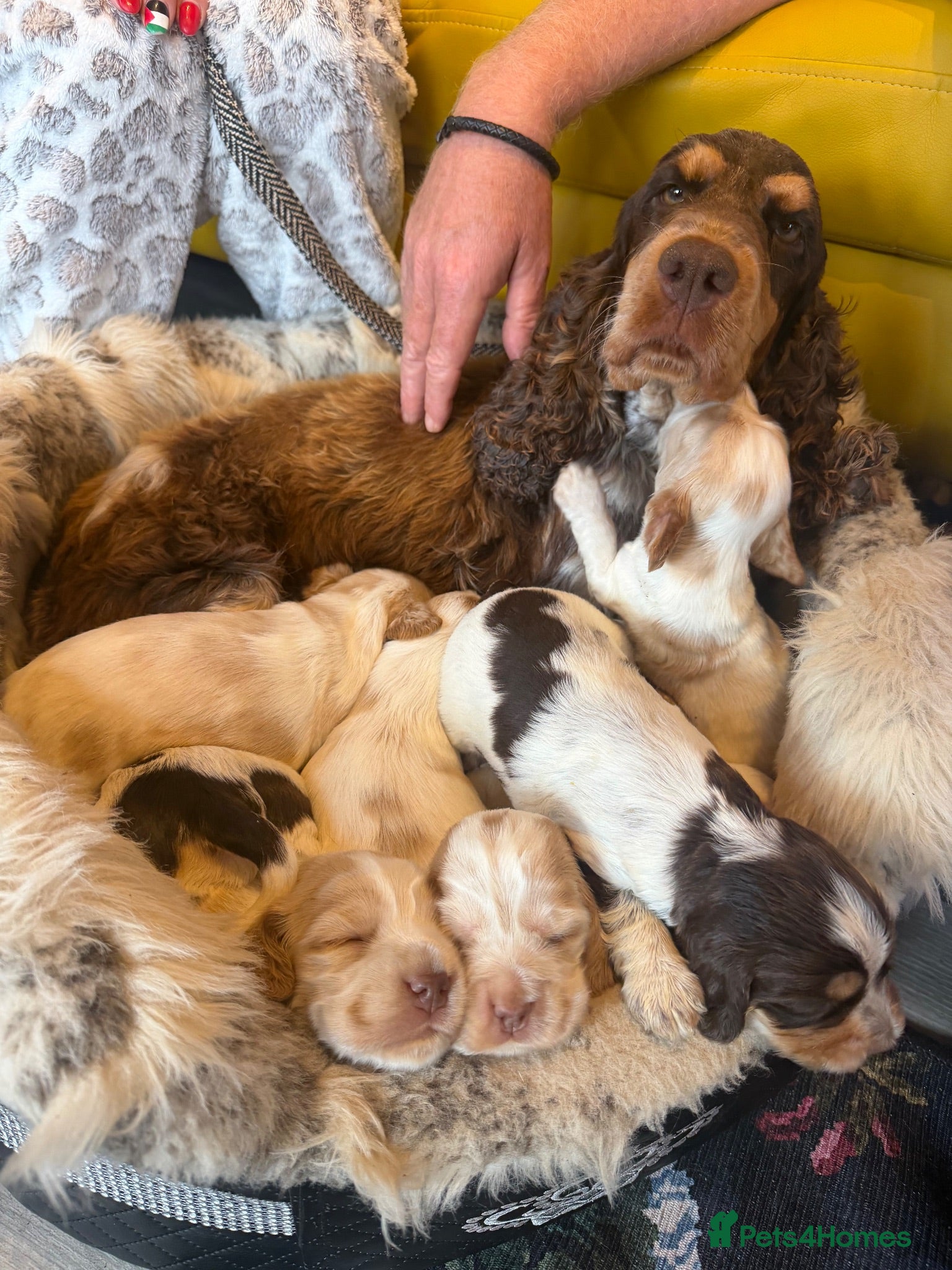 Cocker Spaniel dogs Show cocker spaniel pups - Advert 1