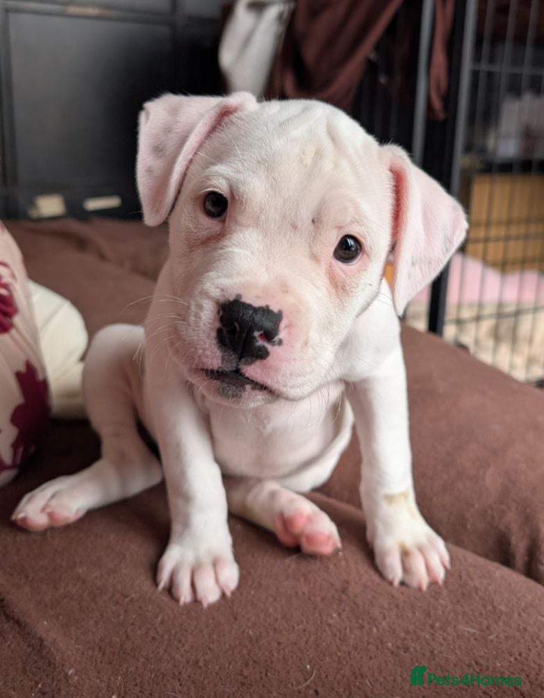 American Bulldog dogs Johnson American bulldog puppies - Advert 2