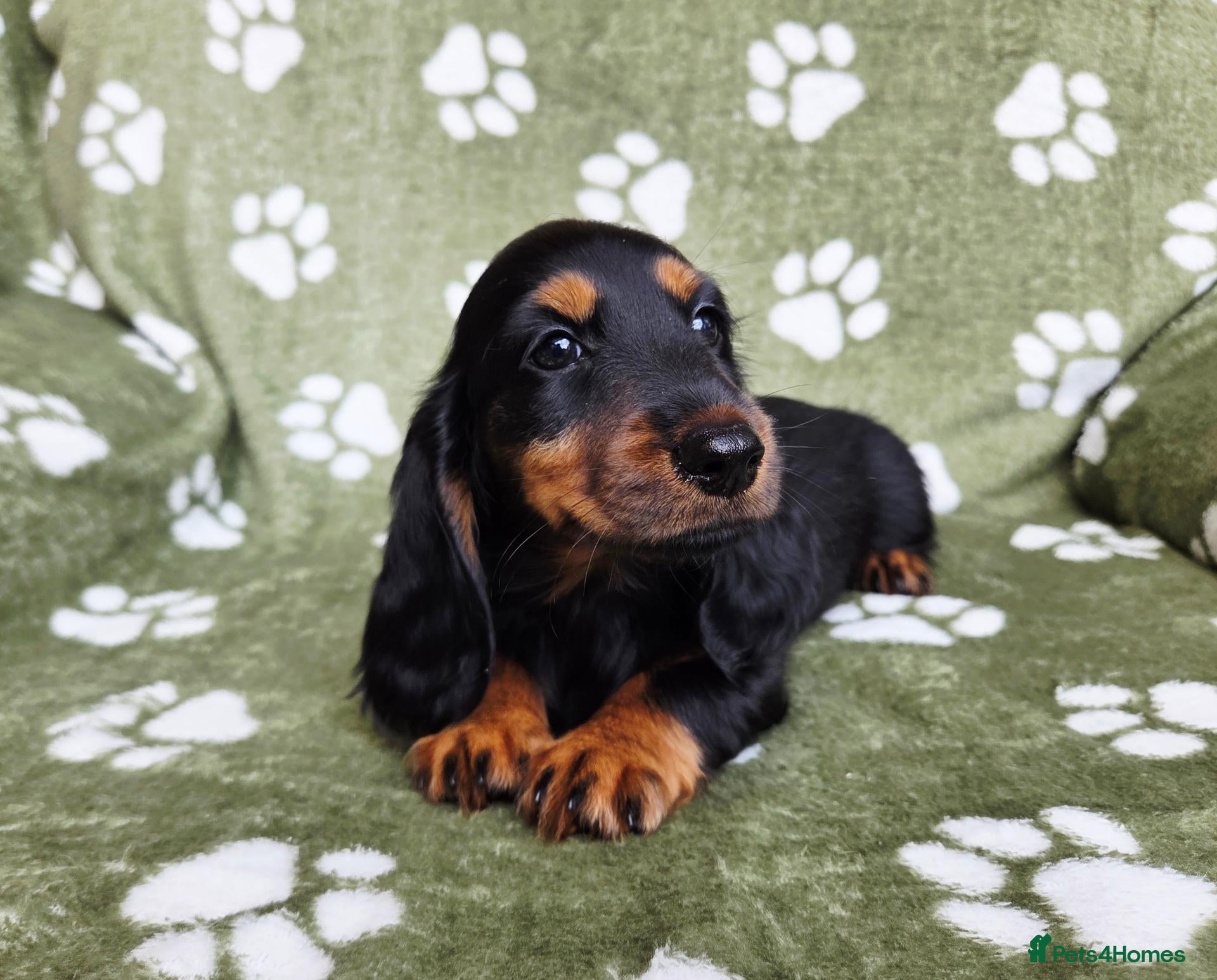 Miniature Dachshund dogs KC Registered Longhaired Girl. Ready Now! - Advert 1