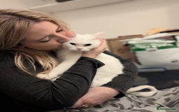 Domestic Shorthair cats for sale: Adorable young cat looking for forever home  - Image 2