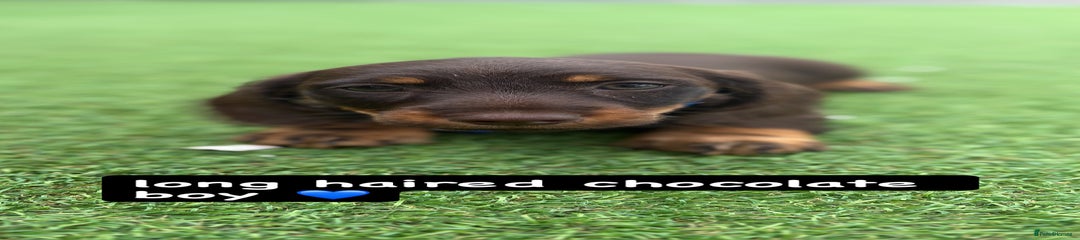 Miniature Dachshund Puppy 1