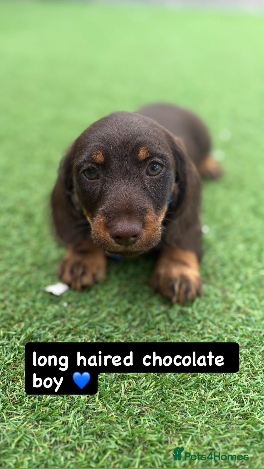 Miniature Dachshund dogs for sale: MINITURE DACHSHUNDS  - Image 6