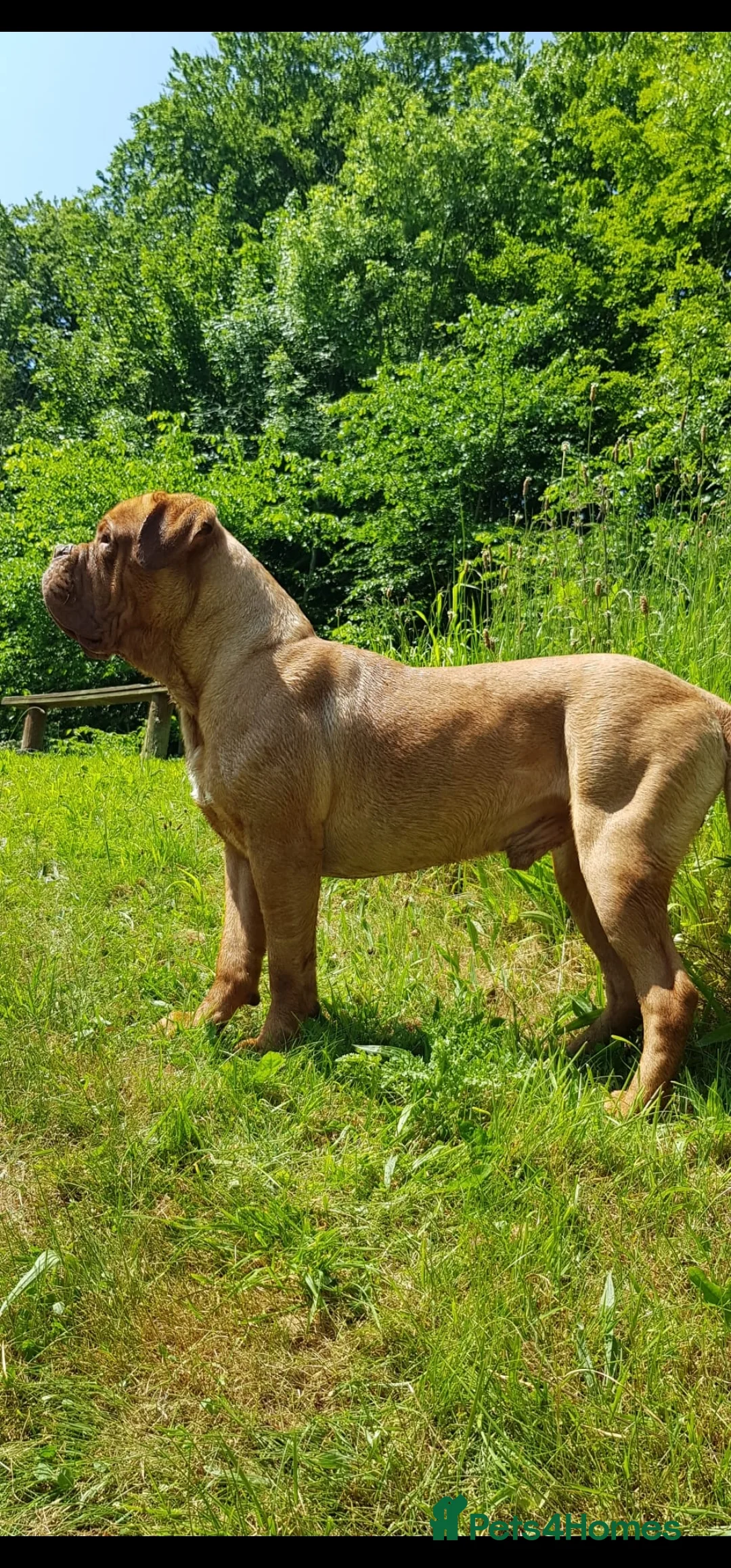 Dogue De Bordeaux dogs for stud: Ddb stud in Wirral - Advert 3