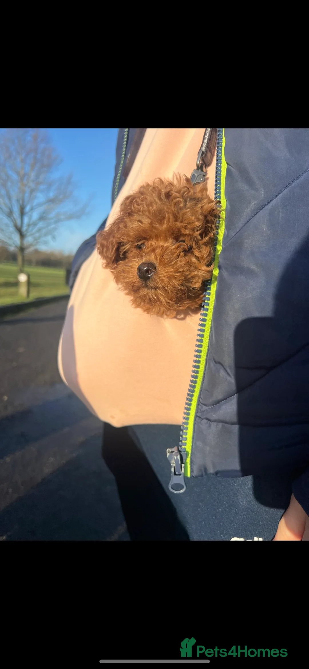 Toy Poodle dogs for stud: Toy poodle for stud  in Burnley - Advert 9