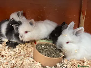 Lionhead rabbits Baby lion lop bunnies for sale - Advert 17