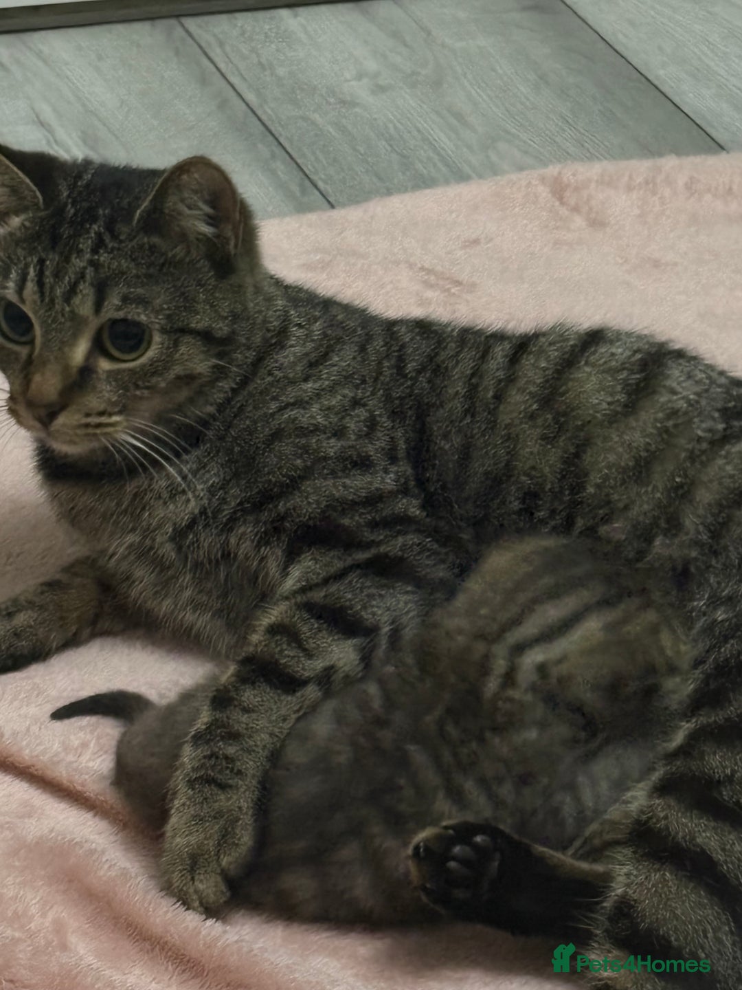 Mixed Breed cats for sale: Tabby Kitten - Image 6