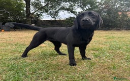 Labrador Retriever dogs for sale: Black Labrador girl for sale - Image 7