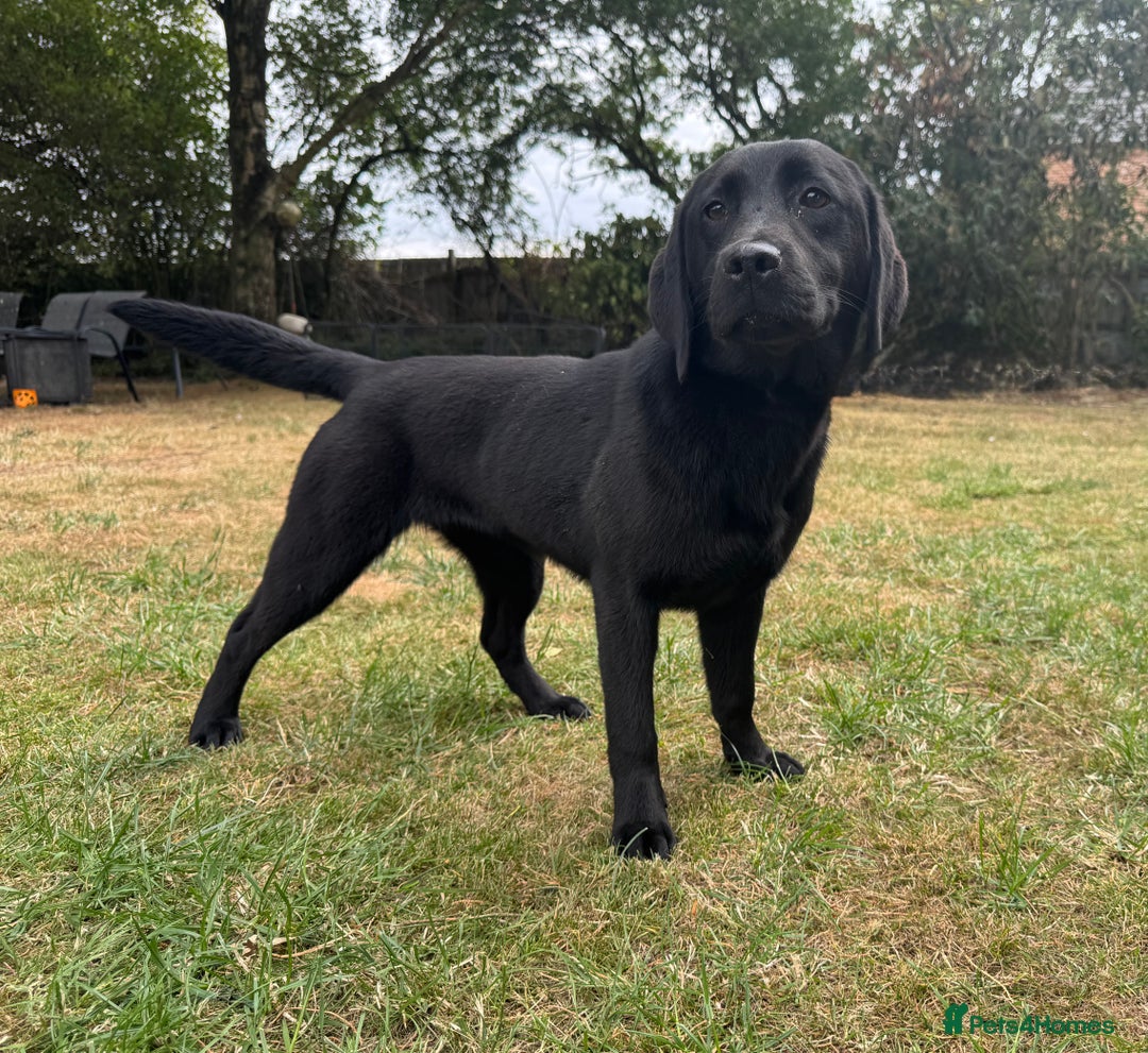 Labrador Retriever dogs for sale: Black Labrador girl for sale - Image 7