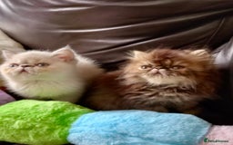 Exotic cats for sale: GCCF REG PKD FREE PEDIGREE EXOTICS - Image 12