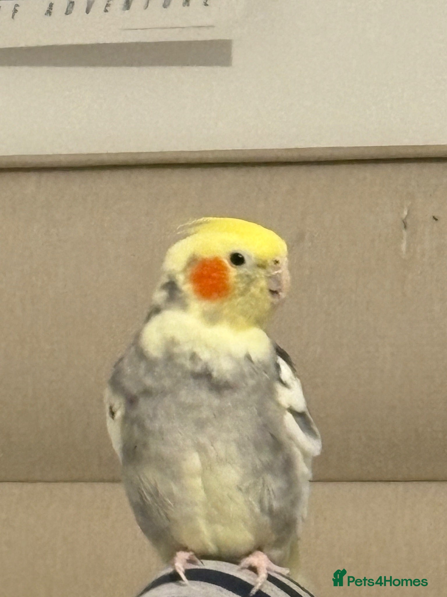 Cockatiels birds Cockatiel for adoption - Advert 1