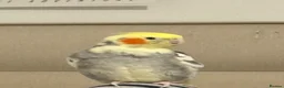 Cockatiels birds for sale: Cockatiel for adoption in Bristol - Advert 1