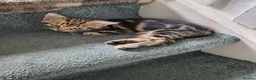 Mixed Breed cats for sale: Gorgeous little boy ready now - Advert 4