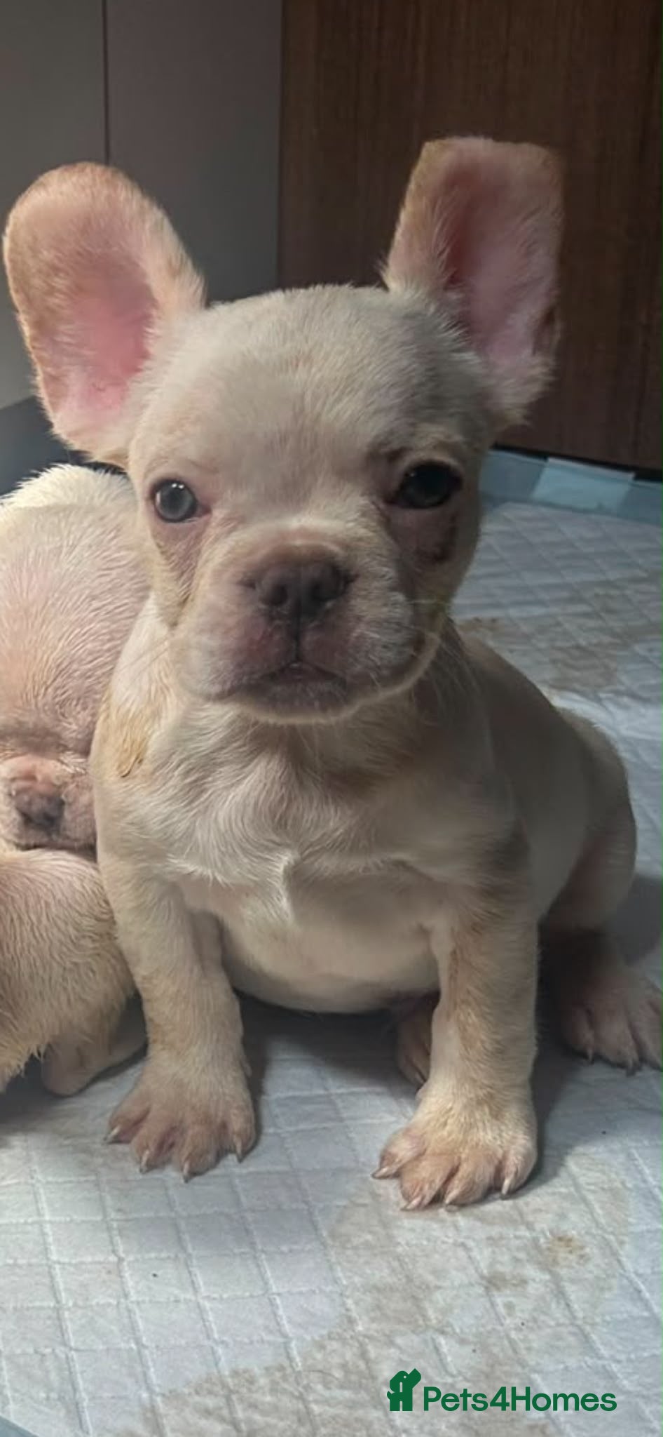 French Bulldog dogs french bulldog puppys - Advert 16