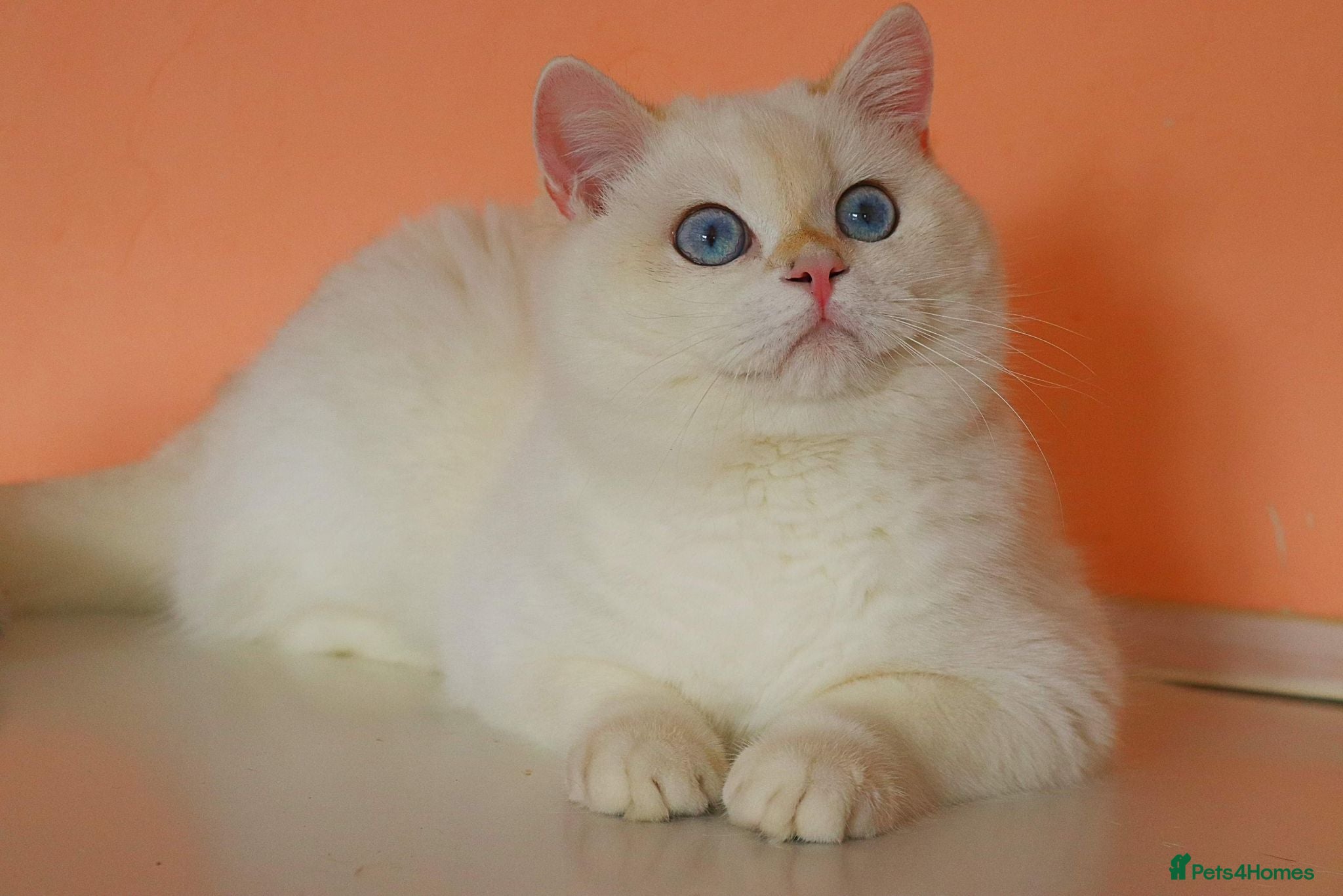 British Shorthair cats 🥇GCCF registered Gold tippedBritish shorthair🥇 in Slough - Advert 4