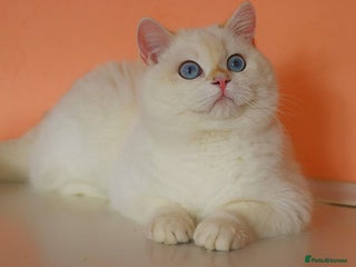 British Shorthair cats in Slough - Advert 9