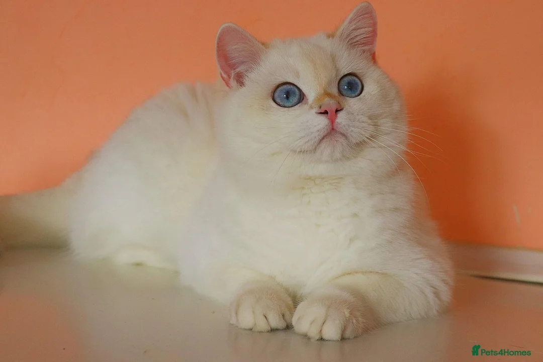 British Shorthair cats for stud: 🥇GCCF registered Gold tippedBritish shorthair🥇 in Slough - Advert 1