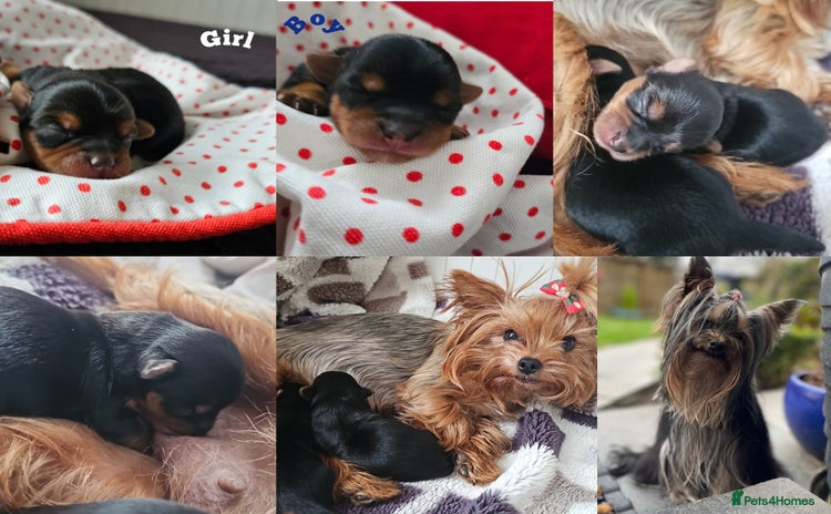 Yorkshire Terrier dogs - Advert 10