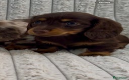 Miniature Dachshund dogs for sale: Quality long hair mini dachshund pups 🏡 - Image 3