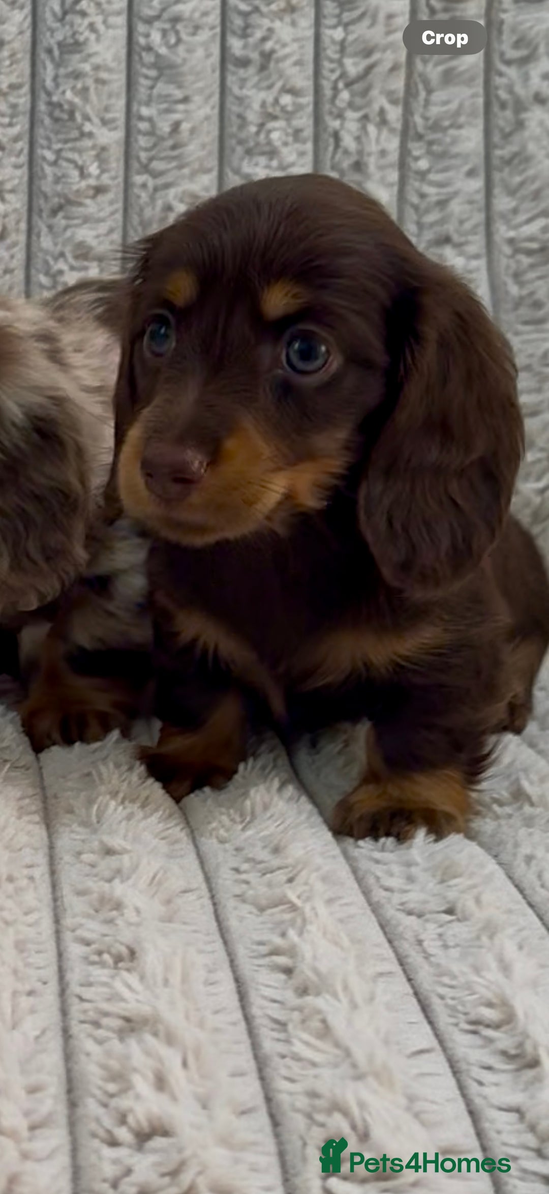 Miniature Dachshund dogs for sale: Quality long hair mini dachshund pups 🏡 - Image 3