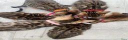 Bengal cats for sale: Beautiful Purebred Bengal Kittens – Ready Now! - Advert 17
