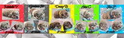 French Bulldog dogs for sale: Quality Puppies from highly health tested Parents - Advert 5