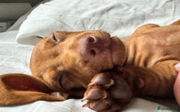 Dachshund dogs for sale: Beautiful puppies of standard dachshund  - Image 24