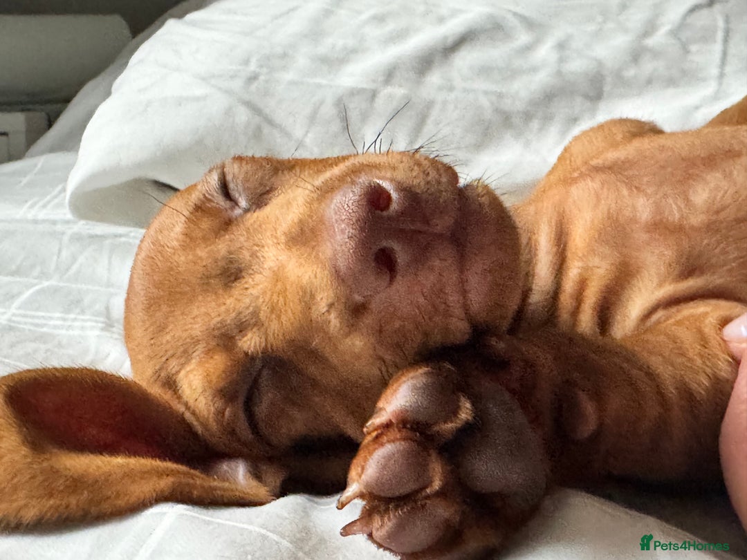Dachshund dogs for sale: Beautiful puppies of standard dachshund  - Image 24