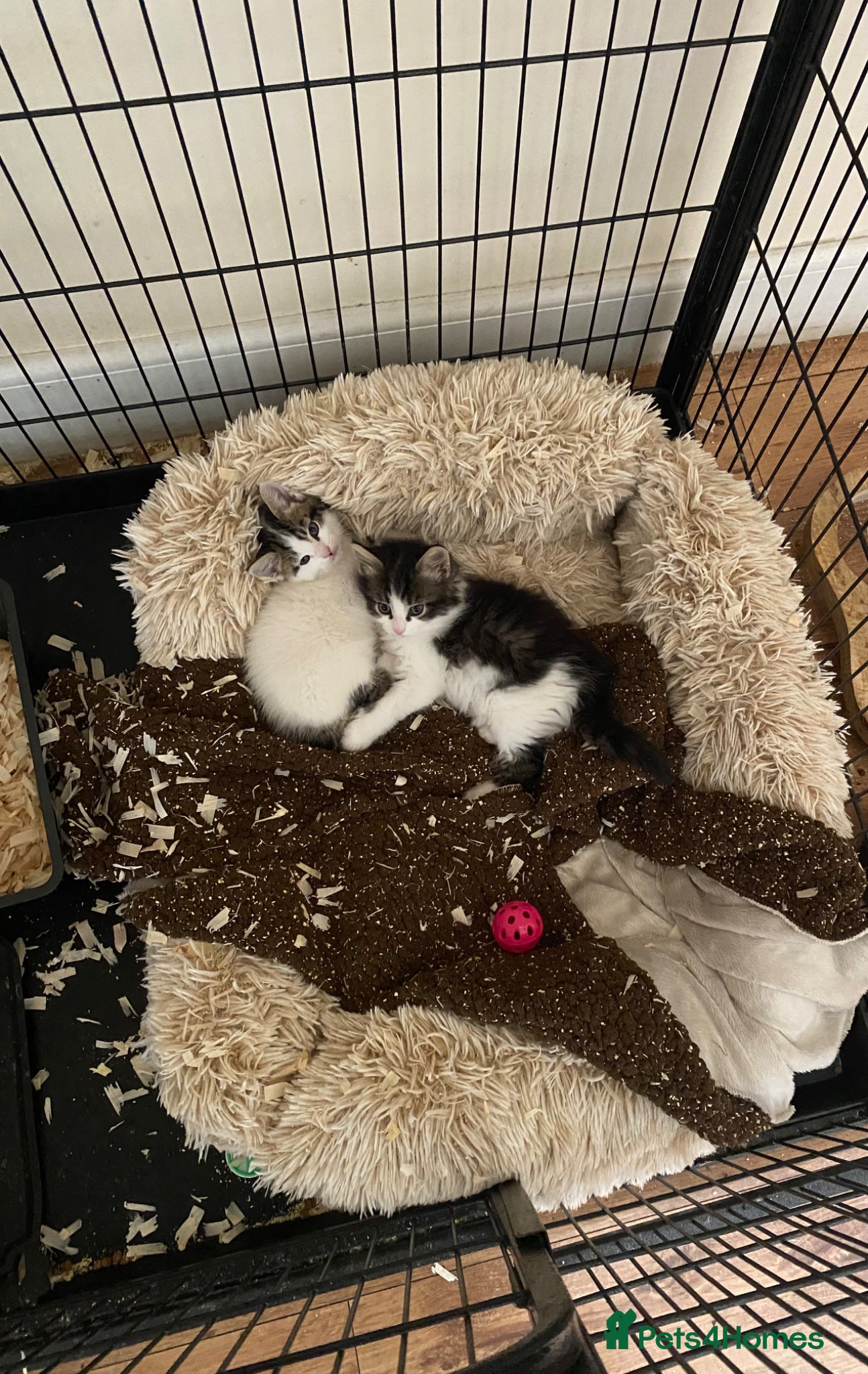 Mixed Breed cats Beautiful kittens: one female!  - Advert 18