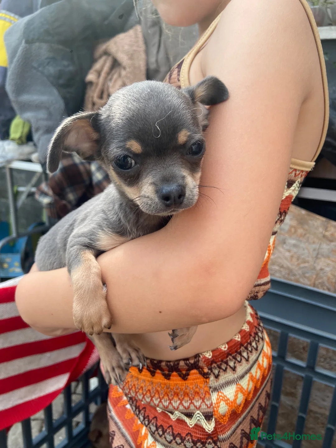Chihuahua dogs for sale: Litter of chihuahua puppies ready to leave now  in Shipley - Advert 2