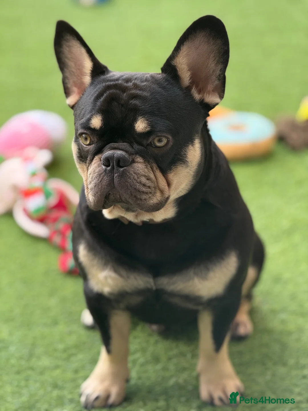 French Bulldog dogs for stud: Beautiful French Bulldog Stud  - Advert 2
