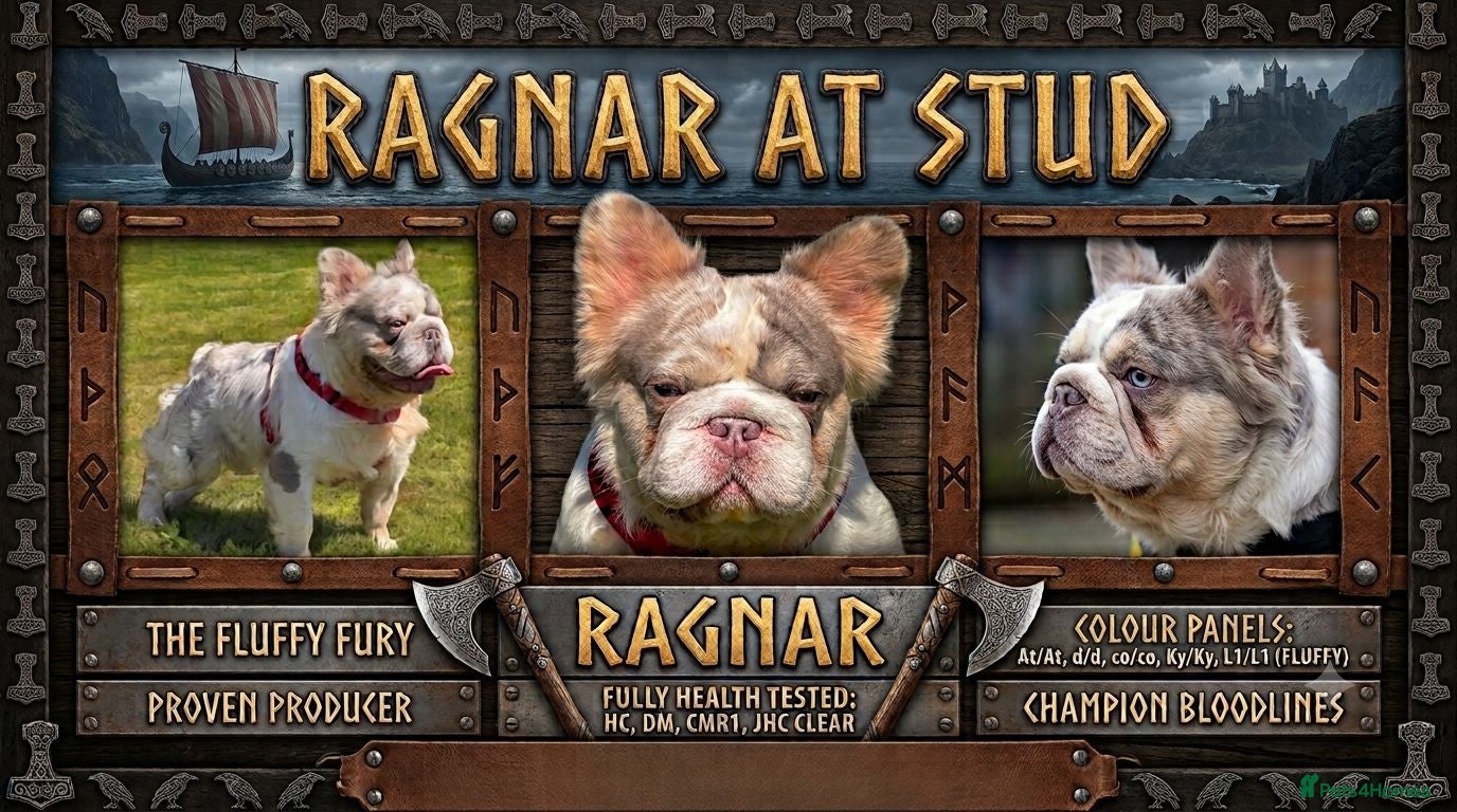 French Bulldog dogs for stud: Lilac Merle fluffy french bulldog for stud  - Advert 3