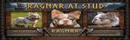 French Bulldog dogs for stud: Lilac Merle fluffy french bulldog for stud  - Advert 1