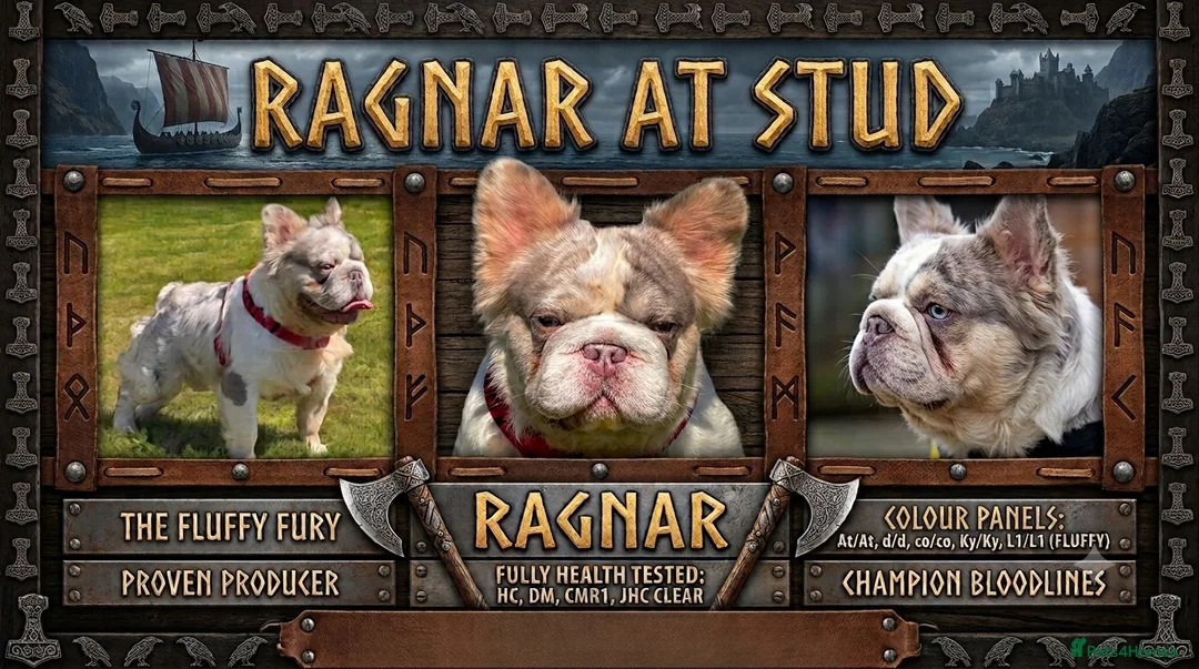 French Bulldog dogs for stud: Lilac Merle fluffy french bulldog for stud  - Advert 1