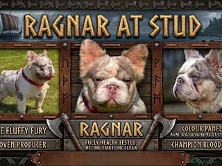 French Bulldog dogs Lilac Merle fluffy french bulldog for stud - Advert 2