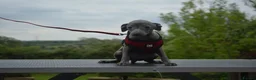Italian Greyhound dogs for sale: Kc registered Italian greyhound pups  - Advert 5