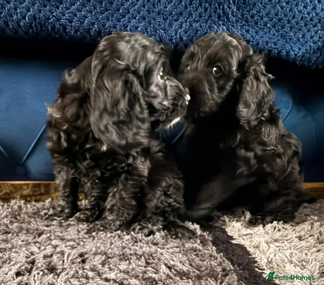 Cockapoo dogs for sale: Beautiful sister and brother available  - Advert 9