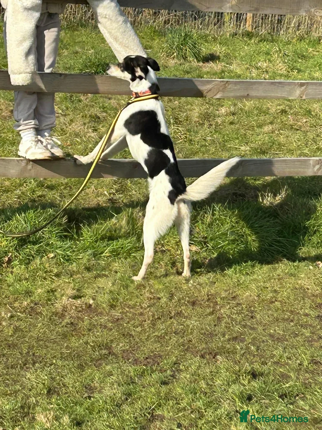 Mixed Breed dogs for adoption: Pippa - Norwich Norfolk  in Norwich - Advert 14