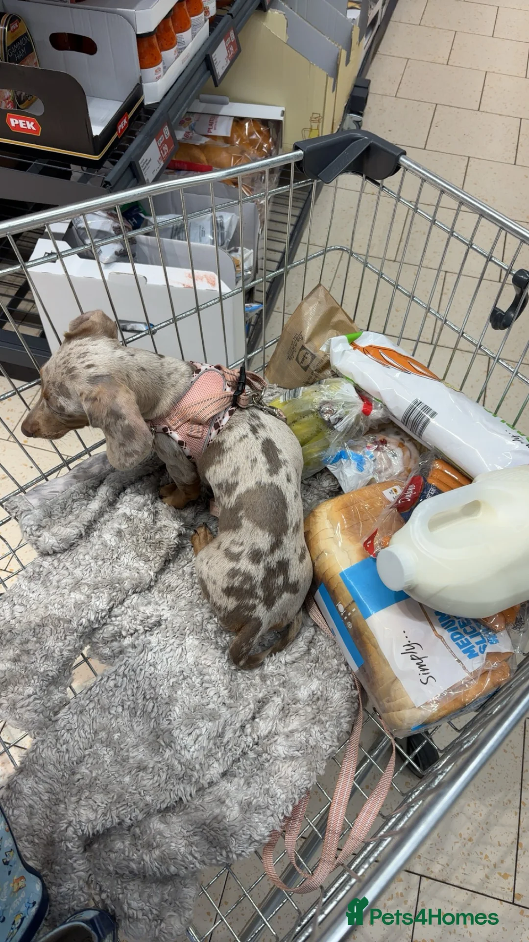 Miniature Dachshund dogs for sale: Miniature dachshund  - Advert 2