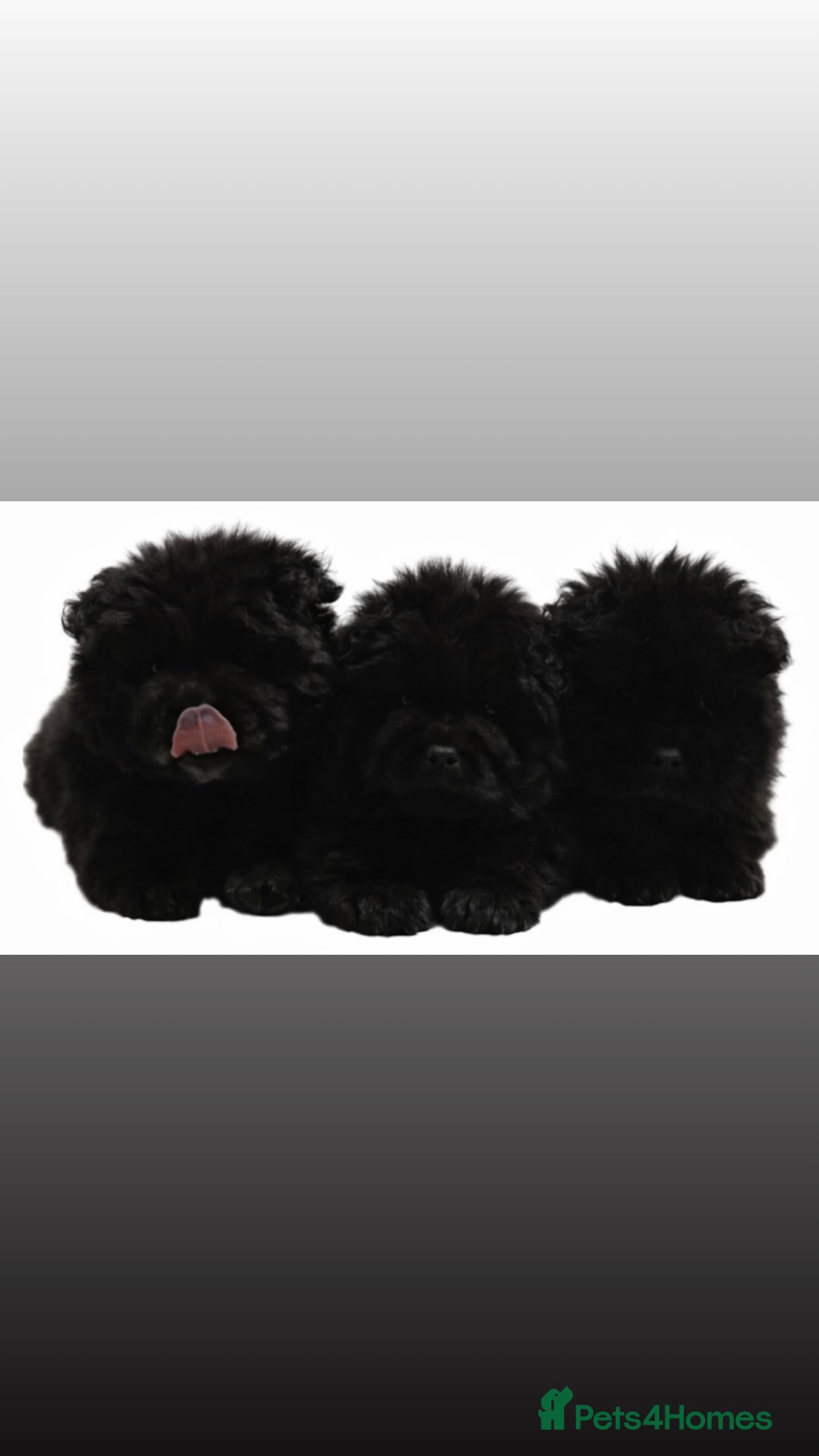 Chow Chow dogs Chow chow puppies - Advert 10