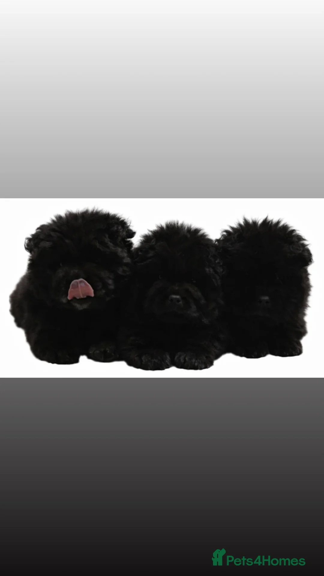 Chow Chow dogs for sale: Chow chow puppies in Edinburgh - Advert 2