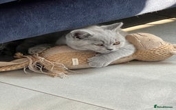 British Shorthair cats for sale: READY COLLECTION THIS WEEKEND! Bsh babies  - Image 18
