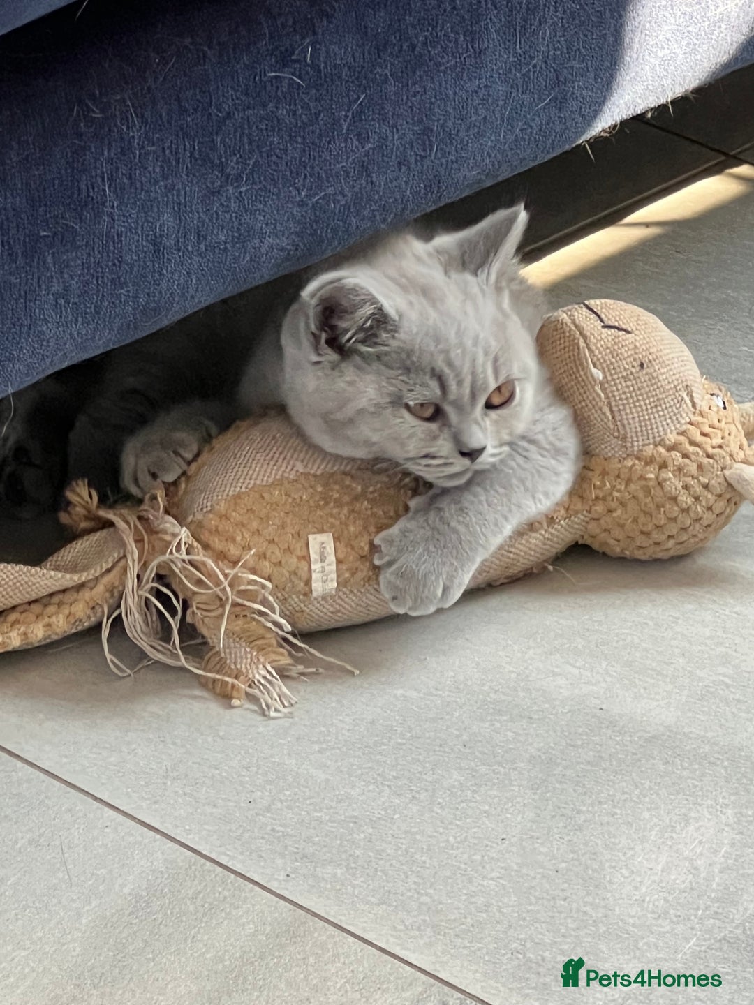 British Shorthair cats for sale: READY COLLECTION THIS WEEKEND! Bsh babies  - Image 18