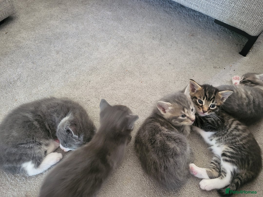 Domestic Shorthair cats for sale: Gorgeous Kittens for sale - Image 5