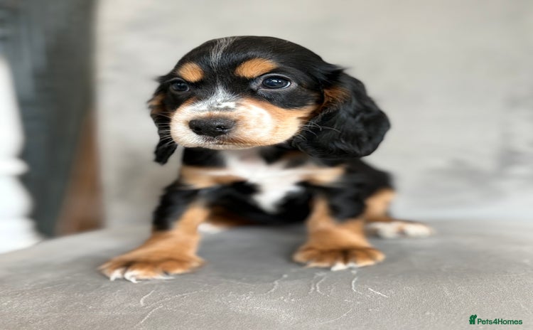Cocker Spaniel dogs - Advert 2