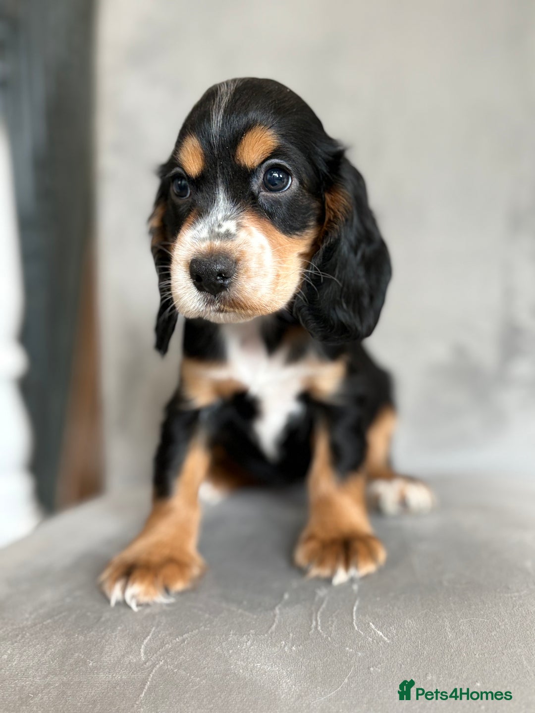 Cocker Spaniel dogs for sale: Health tested cocker spaniel pups  - Image 1